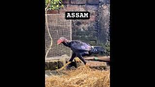 Assam Aseel Farm