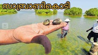 SAMBRANIKODI || കൊല്ലം ജില്ലയിലെ island കണ്ടിട്ട് വന്നാലോ