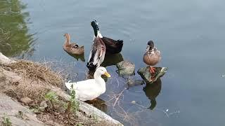 ducks gheel houz khass dear park in delhi Mehrauli