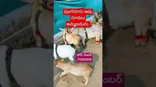 పుంగనూరు ఆవు దూడలు అమ్మబడును ఫోన్ నెంబర్ 7730915008 ప్లీజ్ సబ్స్క్రయిబ్ టు మై ఛానల్