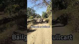 Bullcart by farmers on Farm Road