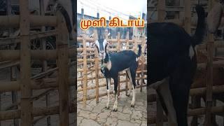 🐐 அதிசய ஆடு திருவேங்கடம் ஆட்டு சந்தை/Tamilnadu Goat Market