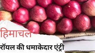 सोलन मंडी में रॉयल की धमाकेदार एंट्री himachalsamaynews4543