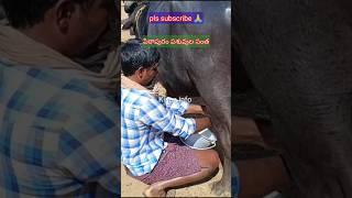 పిఠాపురం పశువుల సంత/Pithapuram buffalo market #buffalo #shorts #viral Kisaninfo999