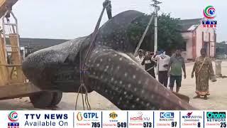 Andhra Pradesh: Fishermen catch giant fish in Krishna District