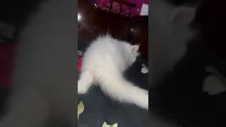 parision cat #for sale #in muzaffarnagar #uttar pradesh