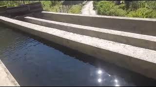 Feeding trout fish twice a day (Pajhota Valley Trout) Sirmour Himachal pradesh: