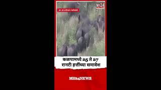 Gadchiroli Elephant | रानटी हत्तींचा कळप चामोर्शी जंगलात दाखल, शेतकऱ्यांमध्ये भीतीचं वातावरण