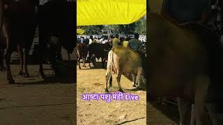 आष्टा पशु मंडी Live