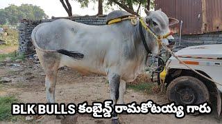 BLK BULLS కృష్ణా ప్రసాద్ గారు వెంకటగిరి && రామకోటయ్య గారు పాలడుగు గుంటూరు జిల్లా