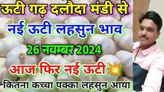 दलौदा मंडी आज का नई ऊटी लहसुन भाव 26 नवम्बर 2024 |new ooty garlic rate today daloda