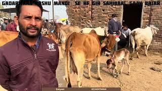 22 दिसंबर 2024 को सबसे सस्ती गाय 🐄 मंडी आज की 20 25 हज़ार की गाय देख के हेरान हो जिओगे