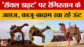 Bikaner : क्या है ऊंटों के स्टेमिना का राज? अंतरराष्ट्रीय ऊंट उत्सव में रॉयल डाइट की हो रही चर्चा