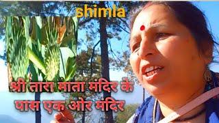 shimla taradevi vishnu mata mandir/एक पौधा ऐसा  जुएं और चीडन का शत्रु है। himachalivlogger.774