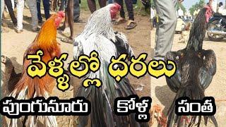 పుంగనూరు కోళ్ల సంత//వేళల్లో ధరలు//punganuru hen market