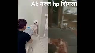 Ak मल्ल hp शिमला hp रामपुर hp