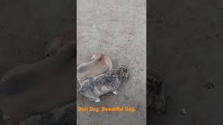 #Desi Dog Please Help Beautiful Dog. #beautiful #डग #कत #love #bhaktisong #ai 03/01/2025/06:54am