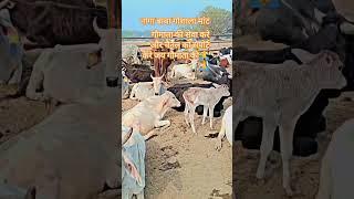 Naga baba gaushala mant #cow #love #trending #shortvideo #video #