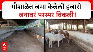 Bandara Goshala : गौशाळेत जमा केलेली हजारो जनावरं परस्पर विकली; 33 संचालकांविरोधात गुन्हा