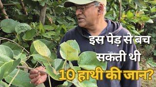 अगर वन विभाग को पता होता Dahiman Tree के बारे में | Elephant | Bandhavgarh | Medicinal Plants |