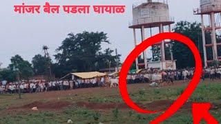 बैलगाडा शर्यत विदर्भ#vairalvideo #india #Maharashtra#bailgada sharyat Bhandara