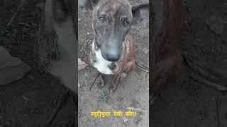 #ब्यूटीफुल देसी डॉग!#Beautiful Desi Dog!04/01/2025/06:37am