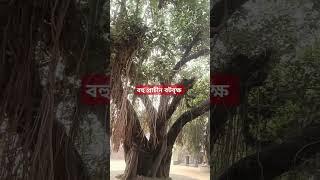 বহু প্রাচীন বটবৃক্ষ দেখে মনভরে গেল (বীচন্দ্র পুর বীরভূম)।old tree vlog in bengali youtube .