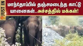 Hosur | Elephant | Public | Scared | Forest | Sun News