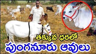 పుంగనూరు ఆవులు అమ్మబడును | 7993104742 | #RK_PUNGANURCOWS at Rajahmundry