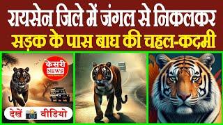 Tiger Spotted Near Raisen: रायसेन जिले में जंगल से निकल सड़क किनारे बाघ की चहल कदमी! Video Viral!