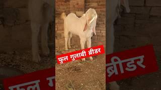 गुलाबी सोजत ब्रीडर | सोजत गोट | सय्यद गोट फार्म रायपुर,ब्यावर,राजस्थान |