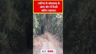 उमरिया के बांधवगढ़ के ताला जोन में दिखी बाघिन चक्रधारा