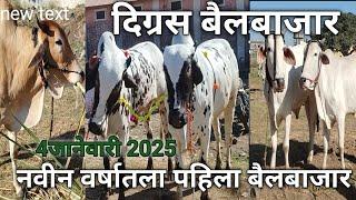 दिग्रस बैलबाजार l नवीन वर्षातला पहिला बैलबाजार जानेवारी 2025 l