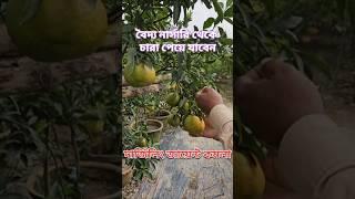 দার্জিলিং জায়েন্ট কমলা লেবু ।Baidya Nursery