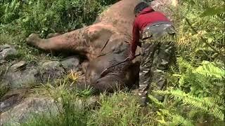 sorrowful death of an elephant # coonoor