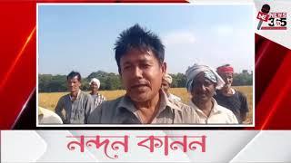 🔴 পকা ধানত দোৱাত ব্যস্ত পলাশবাৰী লেবাৰ পাৰা ৰাইজ