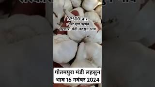 गोतमपुरा मंडी लहसुन भाव 16 नवंबर 2024