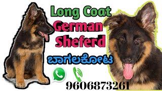 Show Quality Long Coat Puppies in ಬಾಗಲಕೋಟ