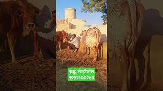 मिलेगी श्रीगंगानगर राजस्थान