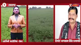 राहतगढ़ -24 घंटे की बारिश से किसानों के चेहरे खिले YUVAN NEWS |