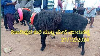 ಶಿಕಾರಿಪುರ ಕುರಿ ಮತ್ತು ಮೇಕೆ ಮಾರುಕಟ್ಟೆ Shikaripura sheep and goat market update every saturday morning.