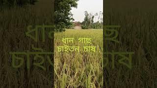 romantic video #  ধান চাষ চাইতাম চাস # মেদিনীপুর