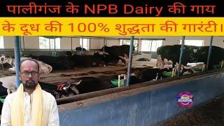 पालीगंज: NPV Dairy की गाय के दूध की 100% शुद्धता की गारंटी।