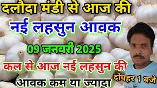 दलौदा मंडी आज की नई लहसुन की आवक 09 जनवरी 2025 |new ooty garlic areival today daloda