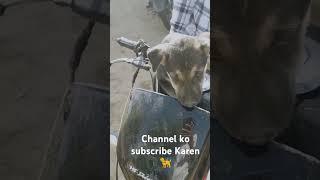 Bala Sharma dog German shepherd samajhdar hai #जर्मन #डग #आप Bala Sharma number Van channel short