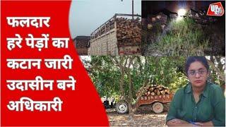 Unnao News : जनपद में बेखौफ फलदार हरे पेड़ों का कटान जारी | UP Ki Baat | Wood Mafia