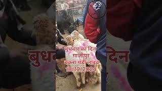 बुधवार का दिन ग़ाज़ीपुर बकरा मंडी LIVE UPDATE 18/12/2024 FULL VIDEO COMING #viralvideo ADGoatzone