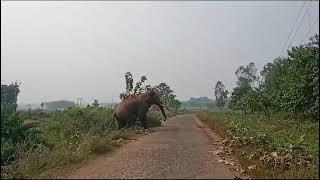 ঝাড়গ্রাম জঙ্গলের হাতি