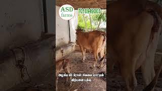 Cow Sales & Cow lifting Machine Coimbatore