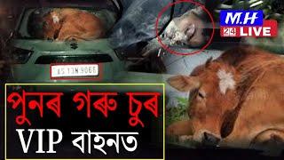 VIP বাহনত লৈ আহিল গৰু।। এই ঘটনা সংঘটিত হৈছে দৰং জিলাত।। তিনি জন চুৰ পলাতক।। ৰাইজে এজনক আটক কৰে।।